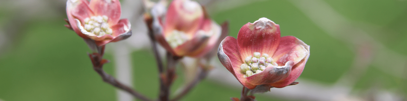 Renew_header
